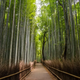 Illustration for article titled Tourists Are Ruining Kyotos Scenic Beauty